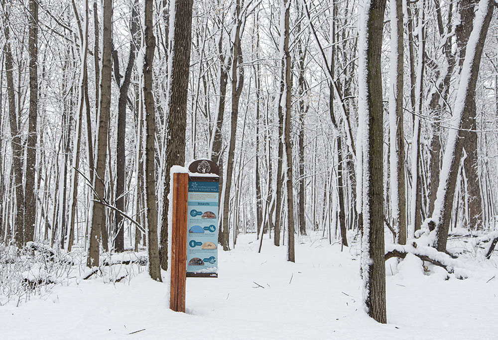 Trail signage provides a spot of color in the white-washed forest.