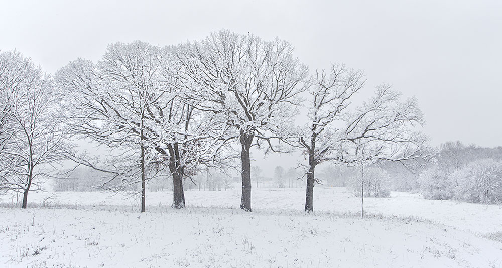 Snow-covered oaks in the County Grounds