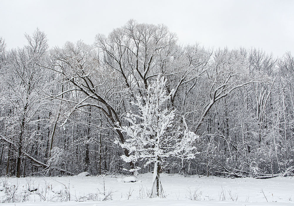 The wall of trees marking the beginning of the Forest Exploration Center woodland.