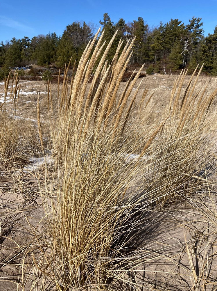 Sturdy dune grasses.