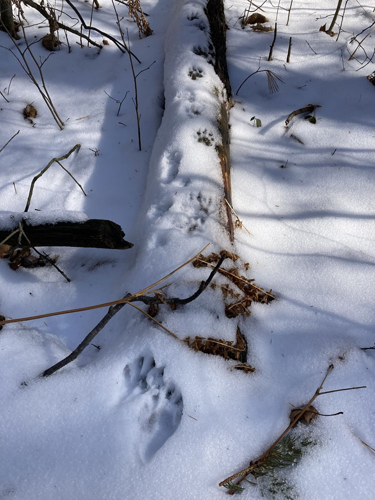 Raccoon tracks across a log.