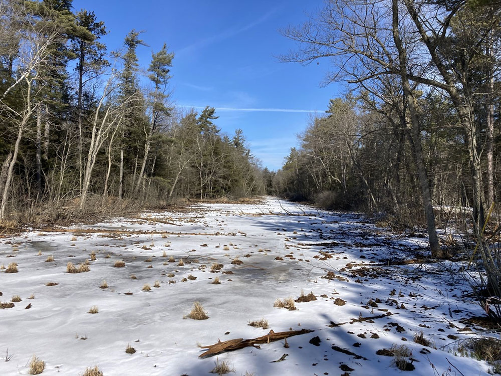 A beautiful wetland swale.