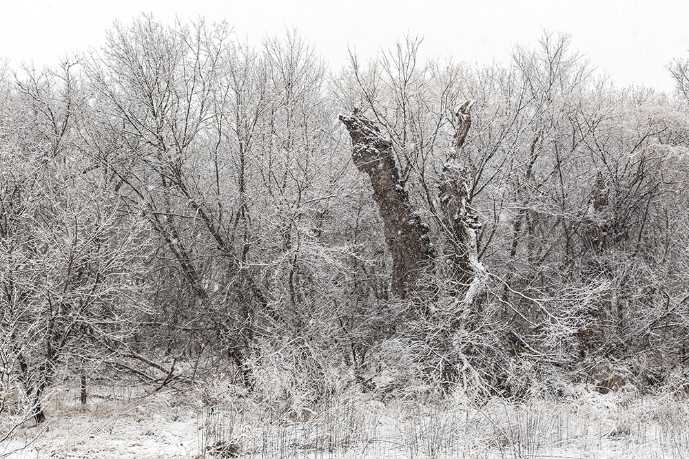 Winter can make any wilderness all the more wild.