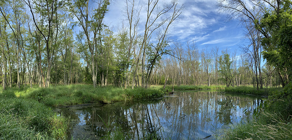 Wetland panorama in the Menomonee River Parkway.