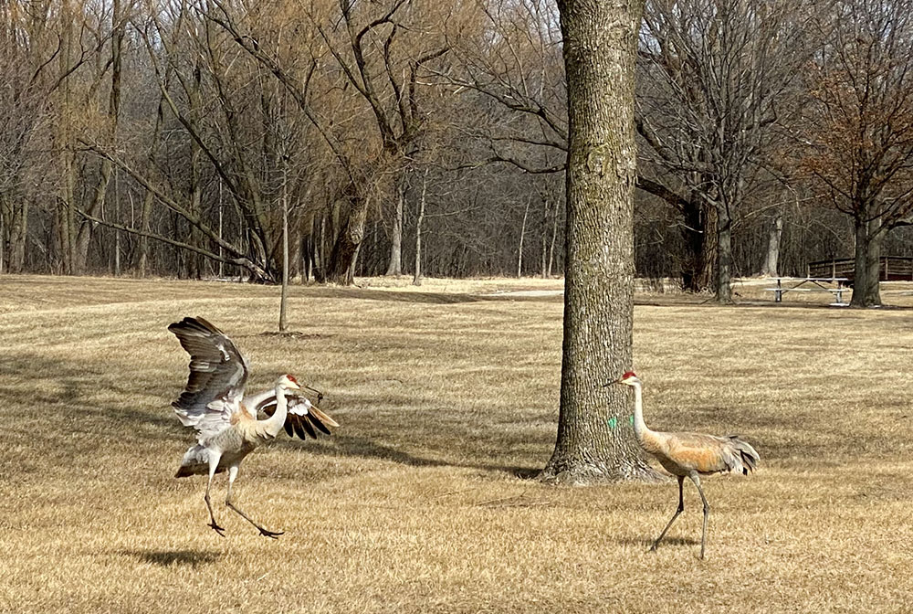 Sandhill cranes mating dance. Alt Bauer Park, Germantown.