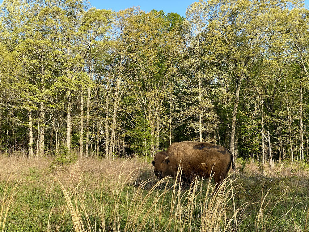 Bison, at the Elk & Bison Prairie, Land Between the Lakes National Rec. Area.