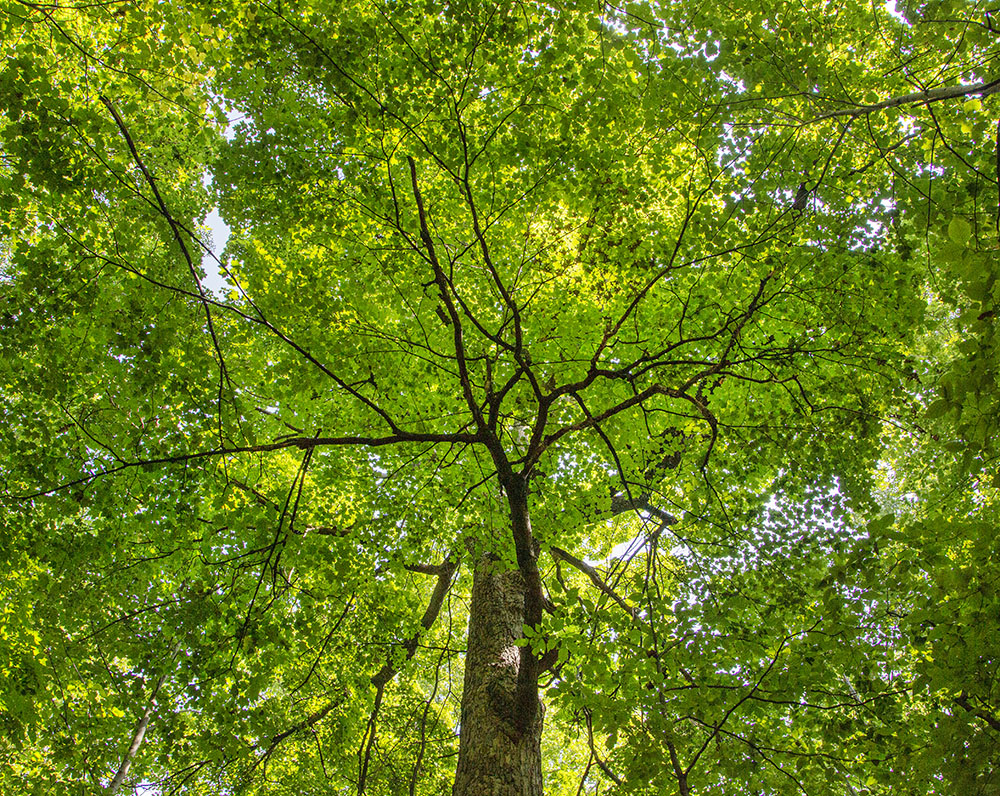 Canopy, Decorah Woods Preserve, West Bend. 