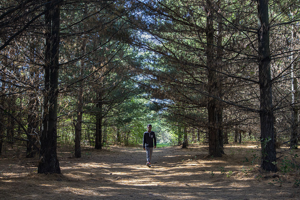 A solitary stroll among the pines, Havenwoods State Park, Milwaukee.