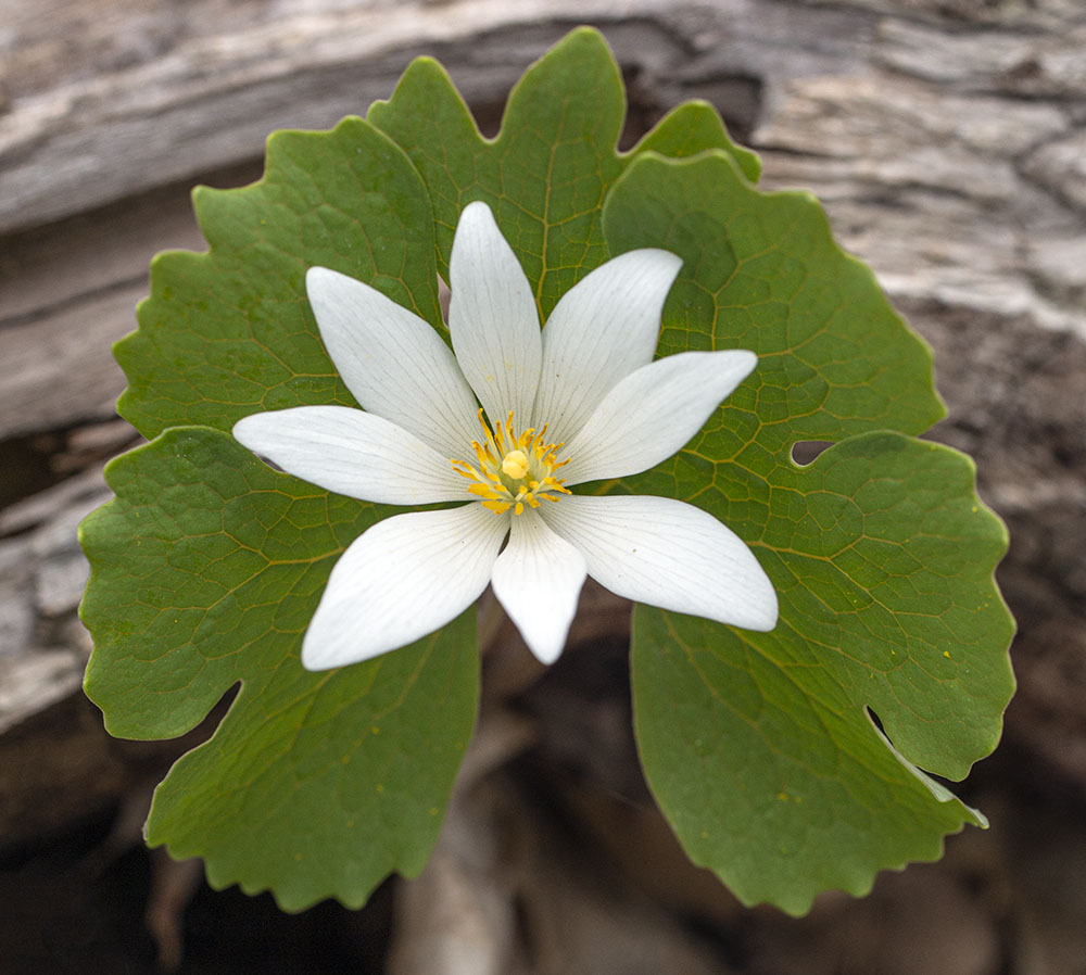 Bloodroot blossom, Forest Exploration Center, Milwaukee County Grounds, Wauwatosa.