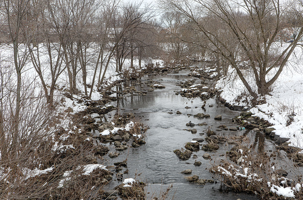 Trees and other vegetation have grown up along the rejuvenated Lincoln Creek since the concrete channel was removed.