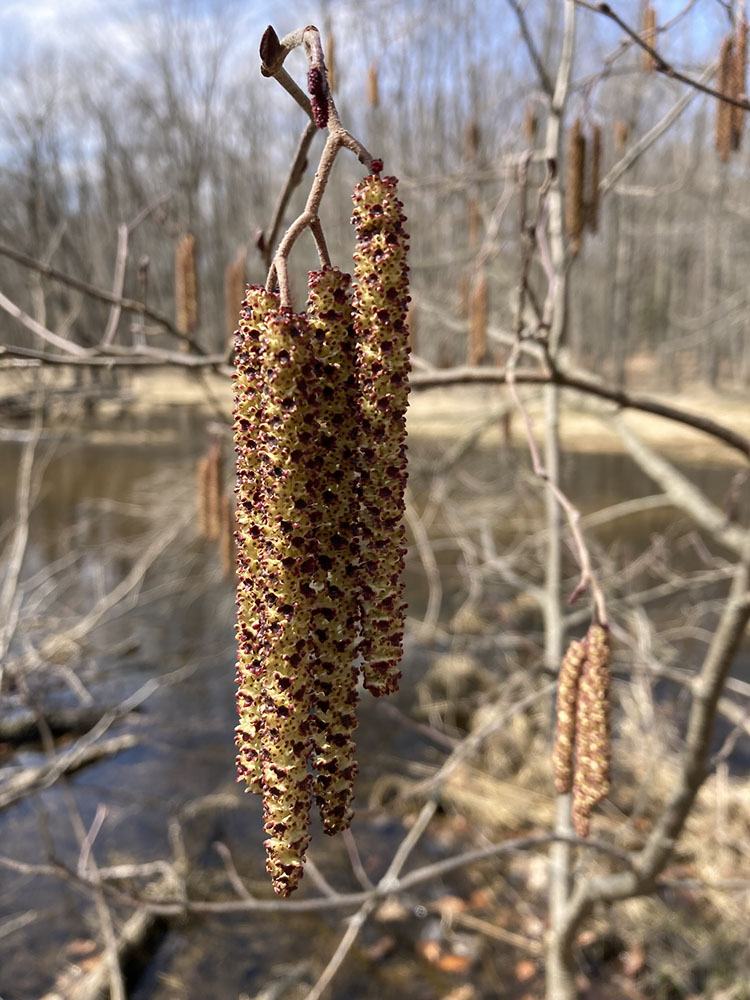 Catkins along the riverbank