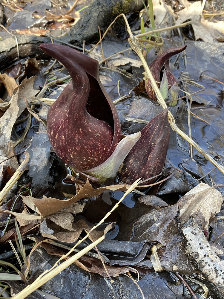 Skunk cabbage flower