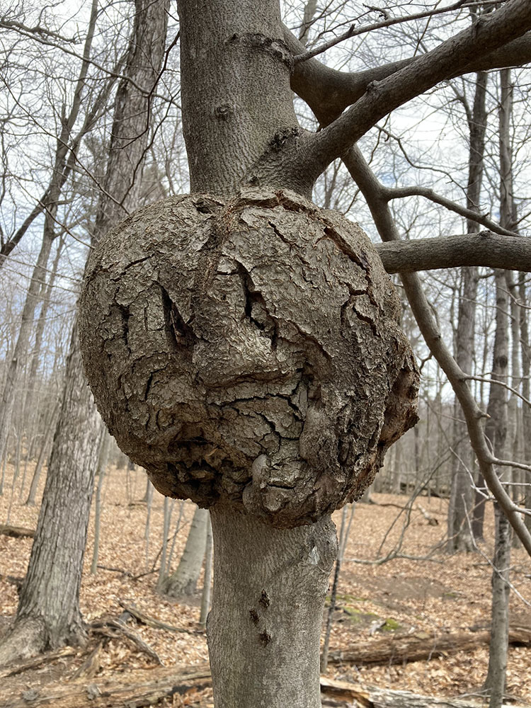 A burl with personality!