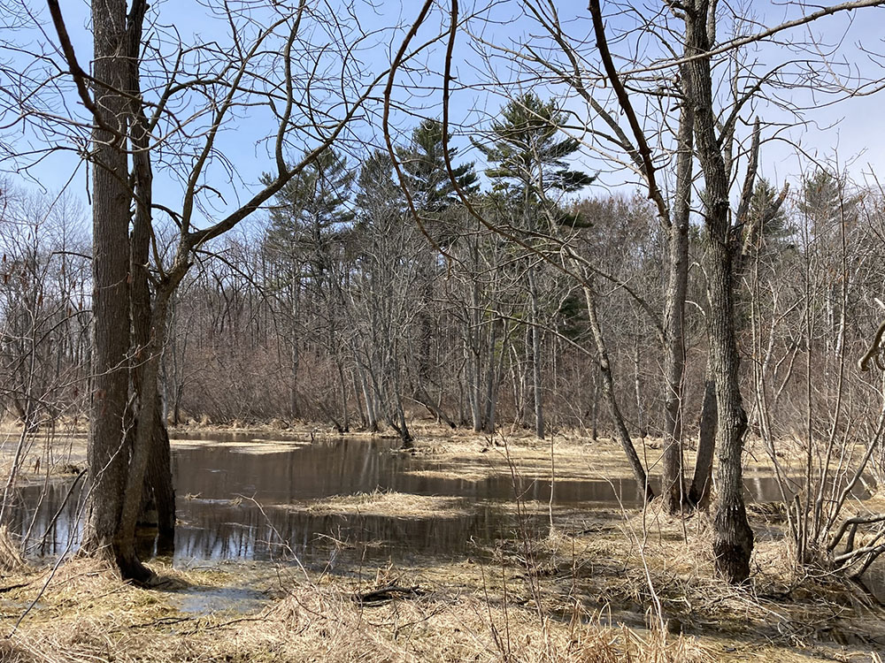 A quiet backwater of the Black River.