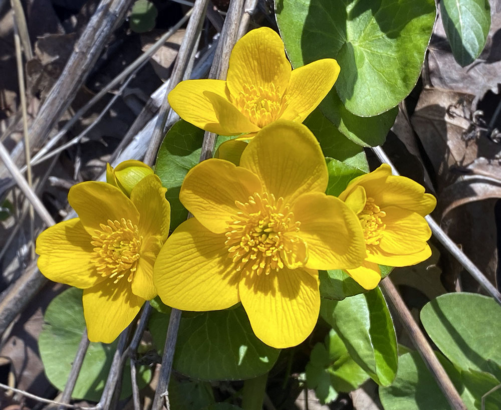 Marsh marigold corsage. Cliffside Park, Racine.