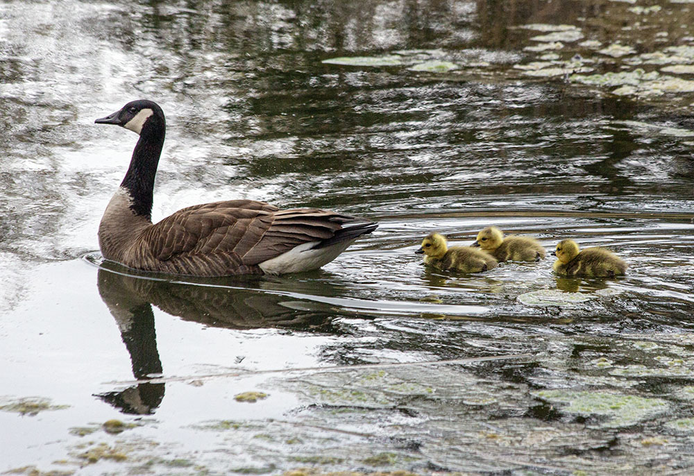 Mother goose and brood, Kinsey Park, Brookfield.