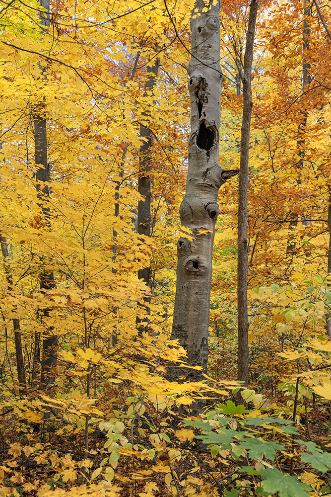 I couldn't help myself. I just had to include one of the many spectacular autumn shots that didn't make it into my Autumn Odyssey (yet!). Seminary Woods, Saint Francis.