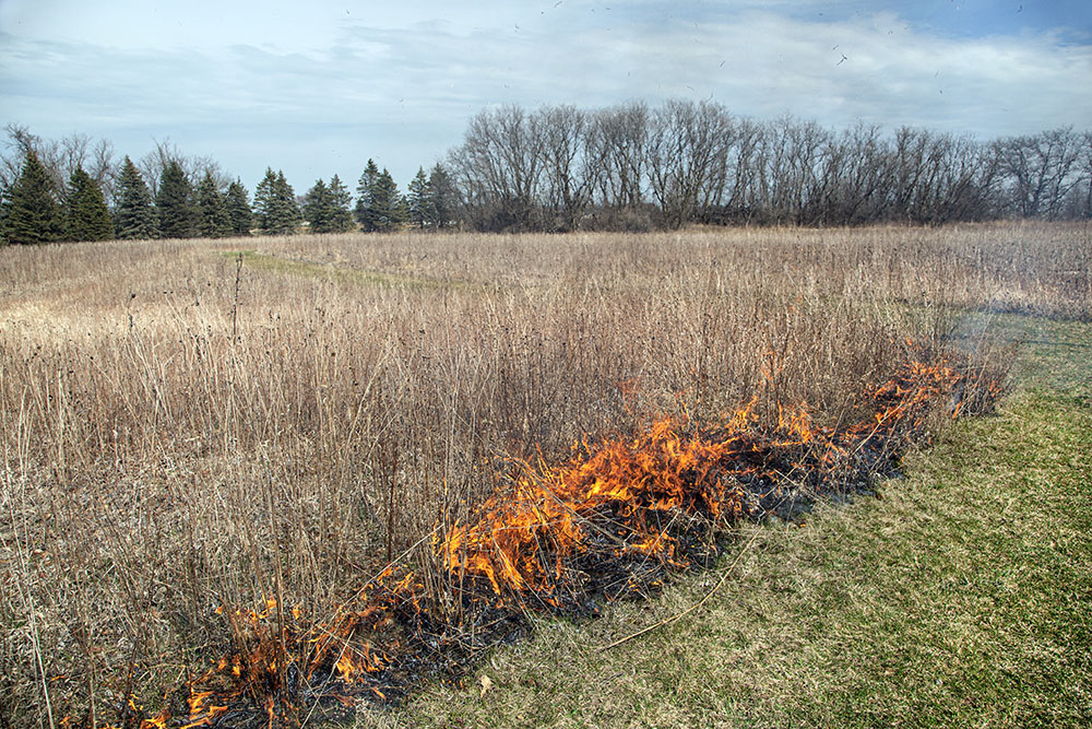 Every attempt to ignite this section of prairie sputtered out before long.