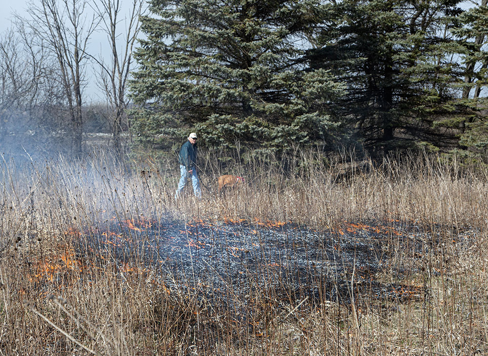 A man walks his dog nonchalantly past the burn on the perimeter trail.