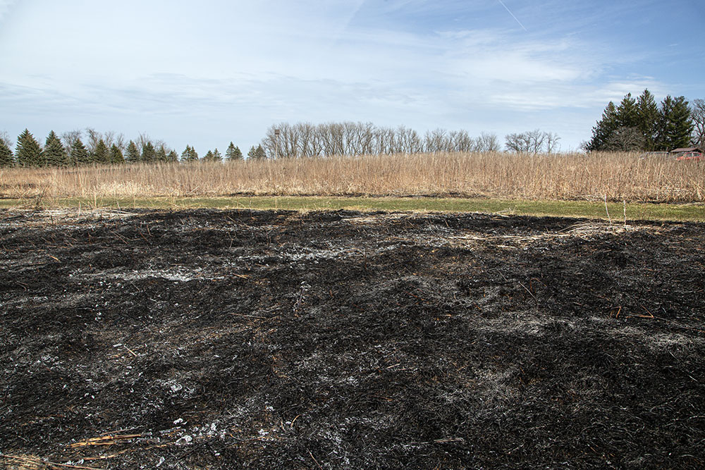 A section that burned well in the foreground contrasts with one that did not in the background.