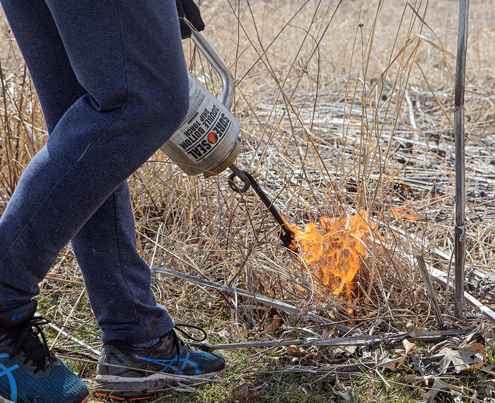 A drip torch (not a flame-thrower) is used to ignite the fire.