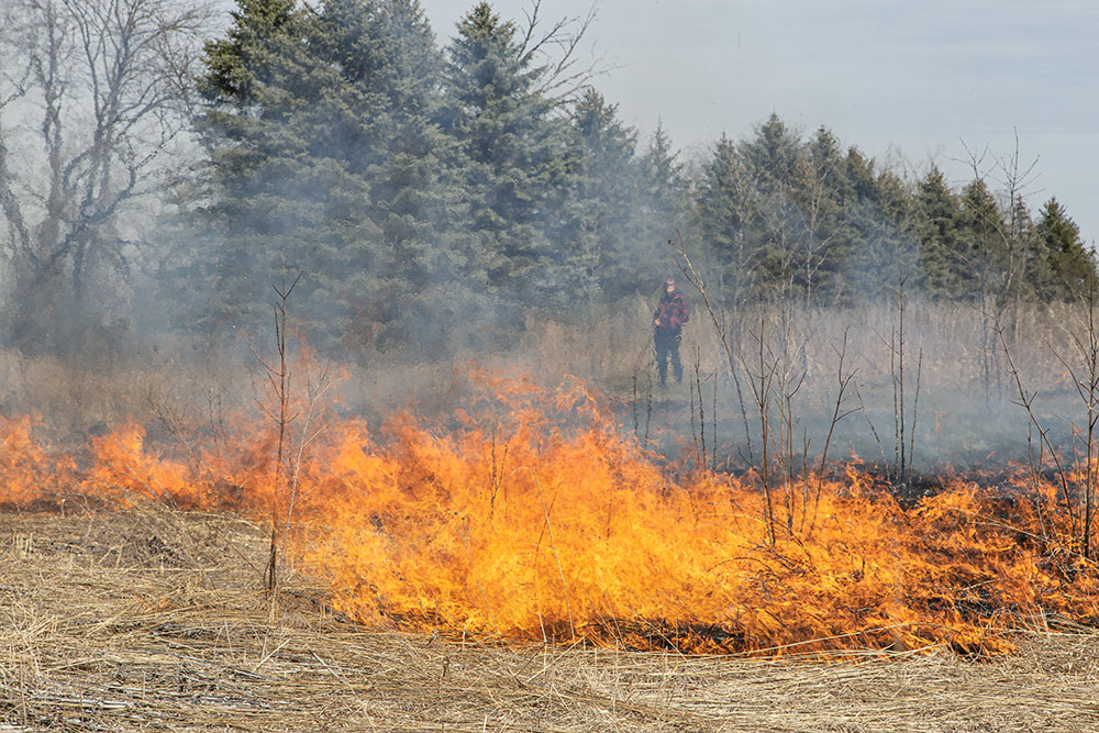 In spots with sufficient fuel--dead plant matter--the fire blazes up briefly under the team's watchful eyes.