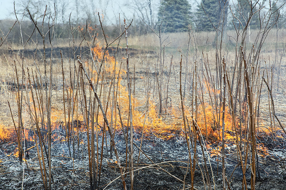 Fire-adapted native plants are left relatively unscathed by the burn.