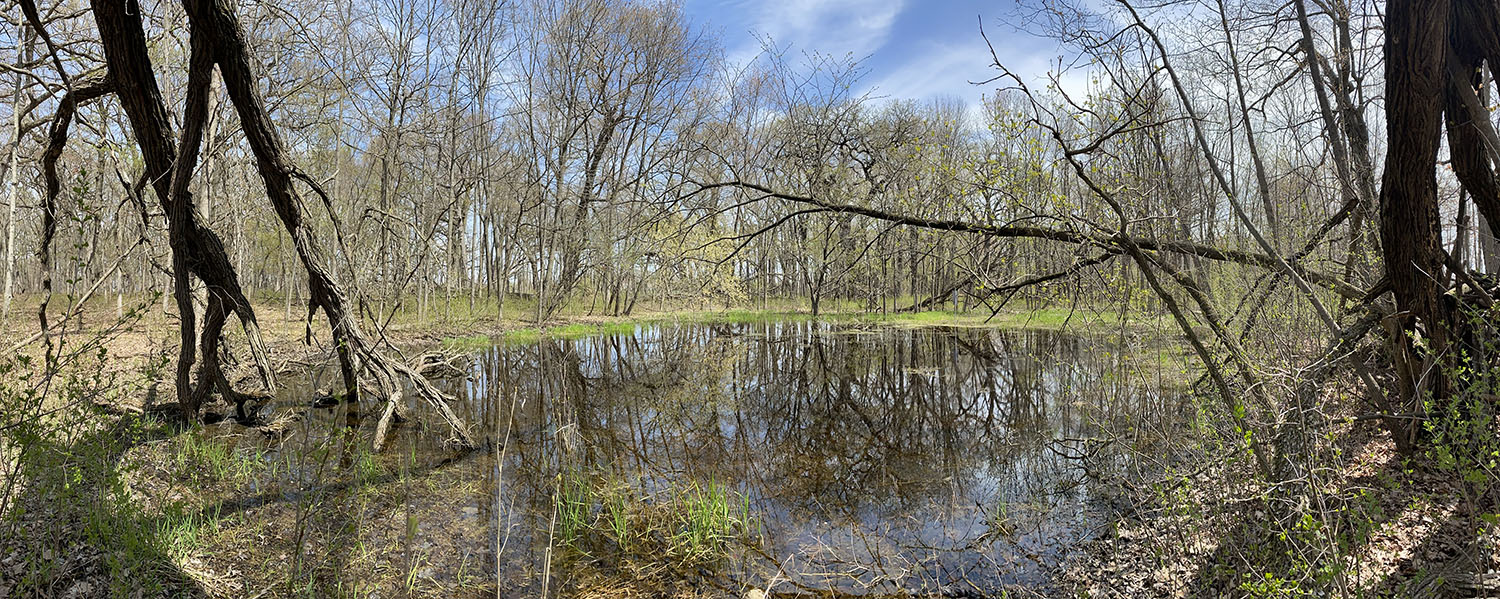 ephemeral pond in woodland