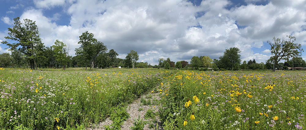 A panorama of wildflowers at Pritchard Park, Racine