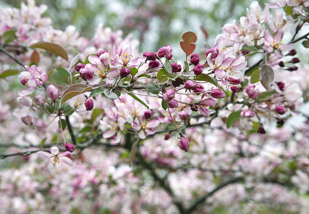 Crab apple blossoms in Pukaite Woods, Mequon. 