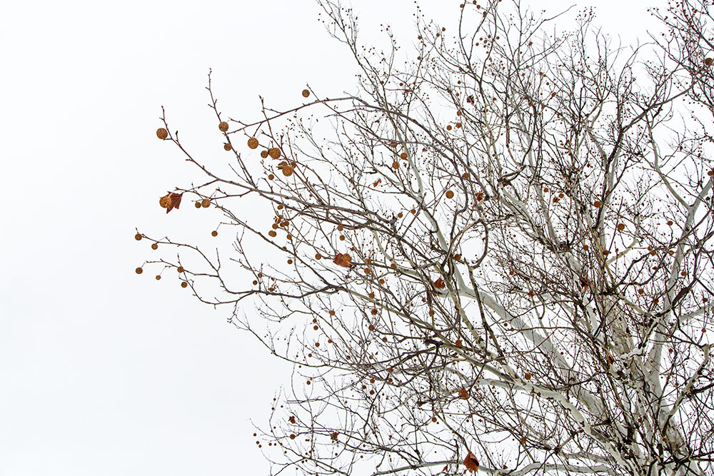 The large sycamore seed balls that grow to maturity during the summer and fall remain on the tree until spring.