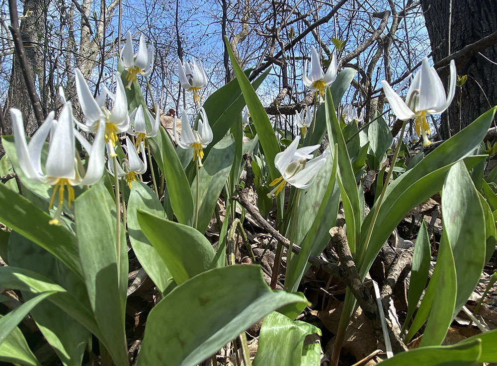 Trout lilies in bloom, Menomonee River Parkway, Wauwatosa.