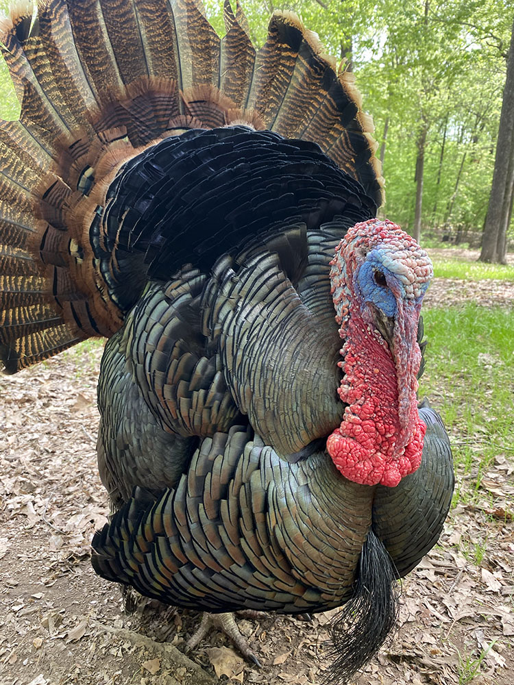 All puffed up! A tom turkey at the Nature Station, Land Between the Lakes National Rec. Area.