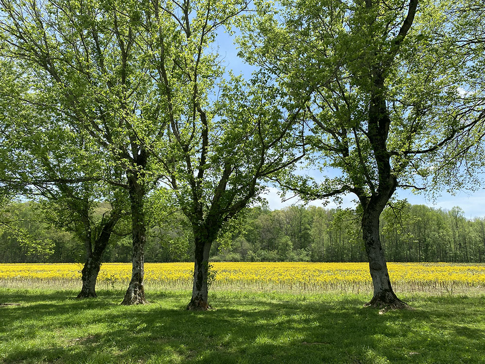 A field of wild mustard in bloom, Land Between the Lakes National Rec. Area.