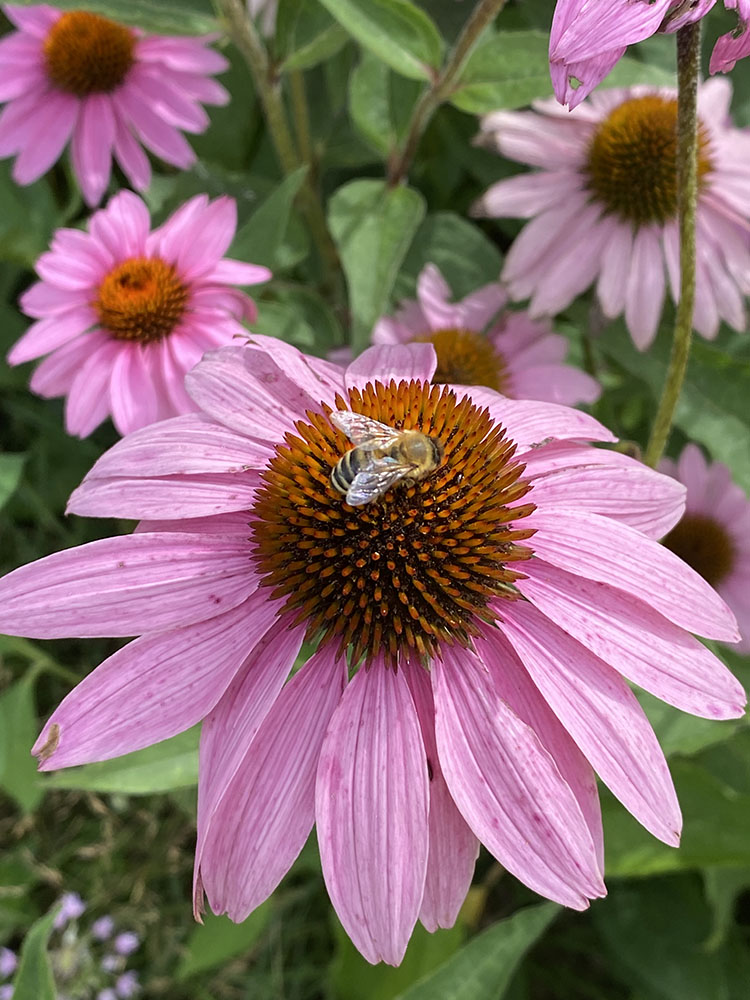 Pollinator bee on purple coneflower