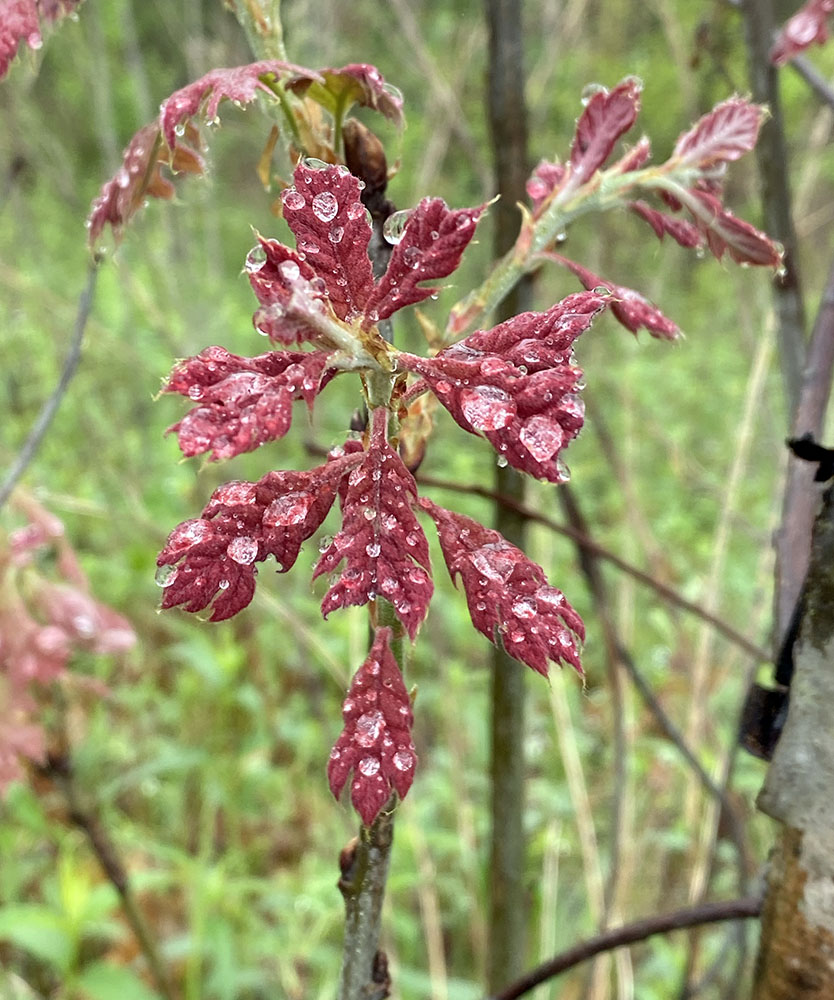 The rain bejewelled this cluster of just-opening oak leaves.