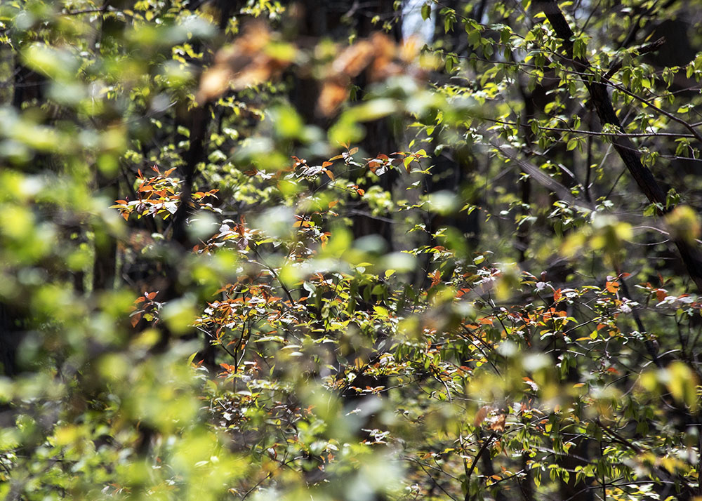 foliage in sunlight