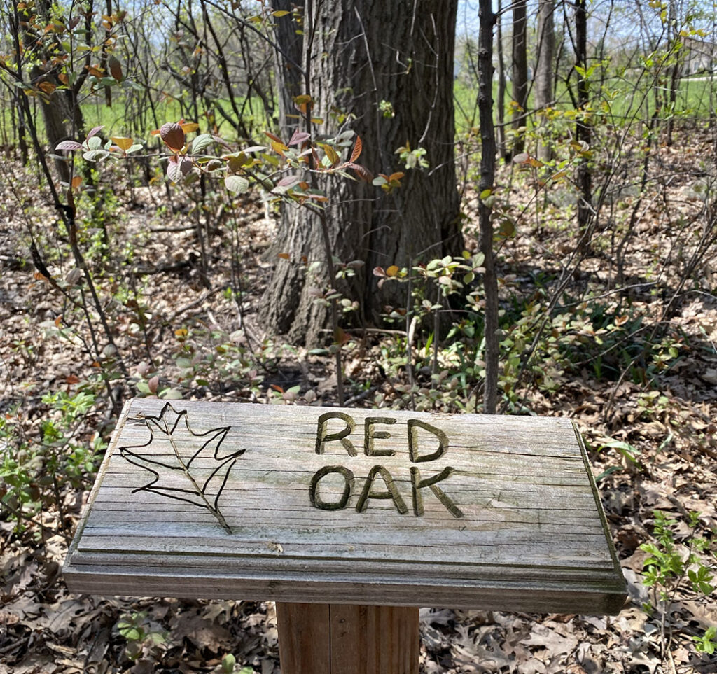 An effort to inform the public about trees in the park.