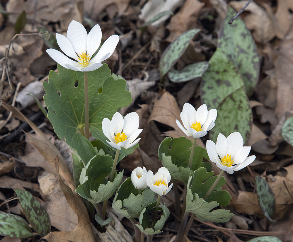 Bloodroot blossoms.