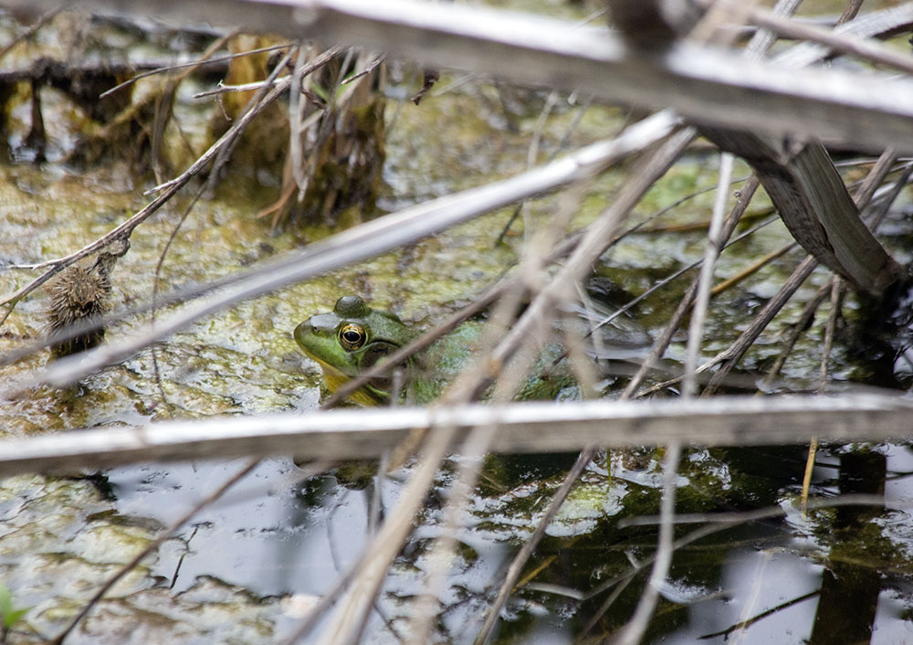 A well-camouflaged bullfrog in a wetland pond.