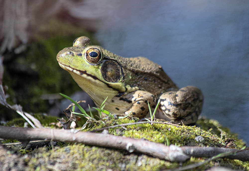 bullfrog