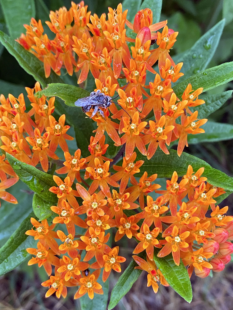 Butterfly Weed blossoms.