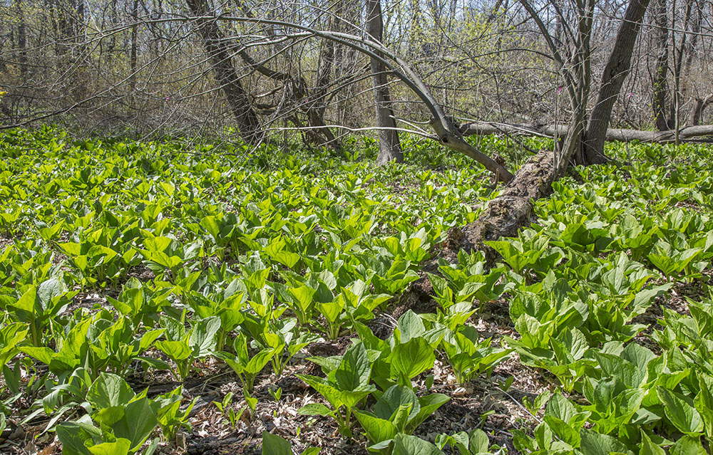 A field of skunk cabbage in a wet woodland section of Cudahy Nature Preserve, Oak Creek.