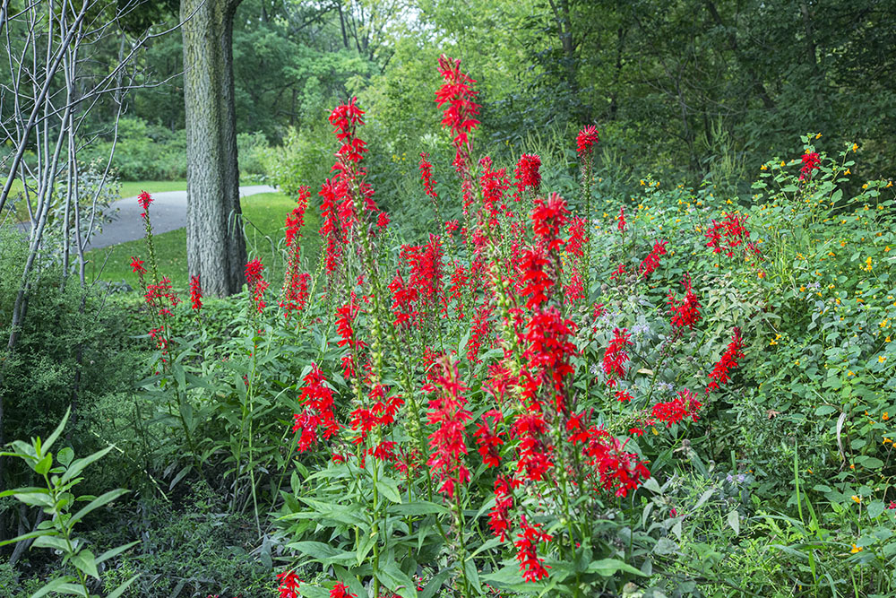 Cardinal flowers in bloom. 