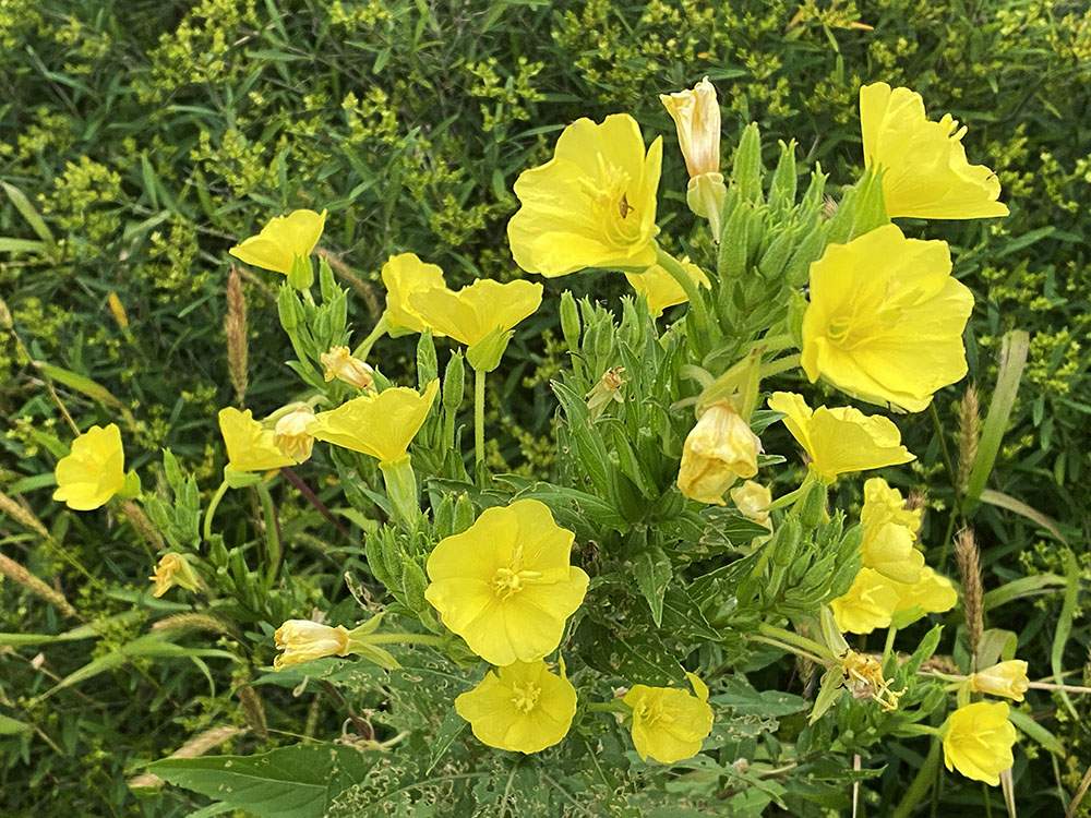 Chiffon Yellow Evening Primrose