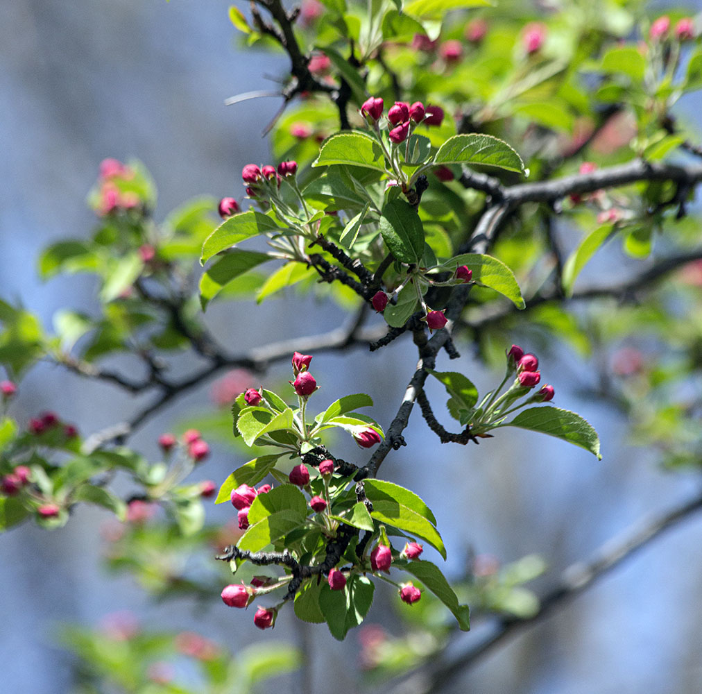 A budding fruit tree.