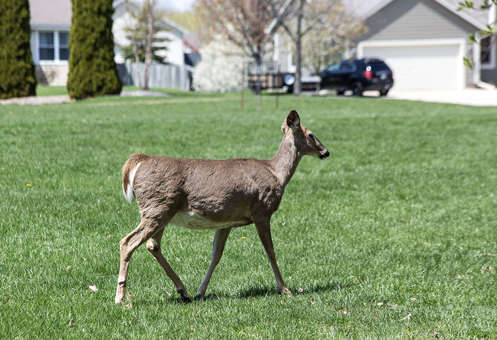 Deer out in the open field