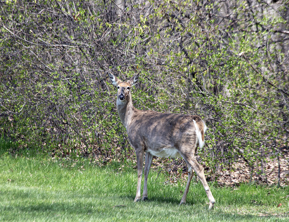 Deer at the edge of the woods