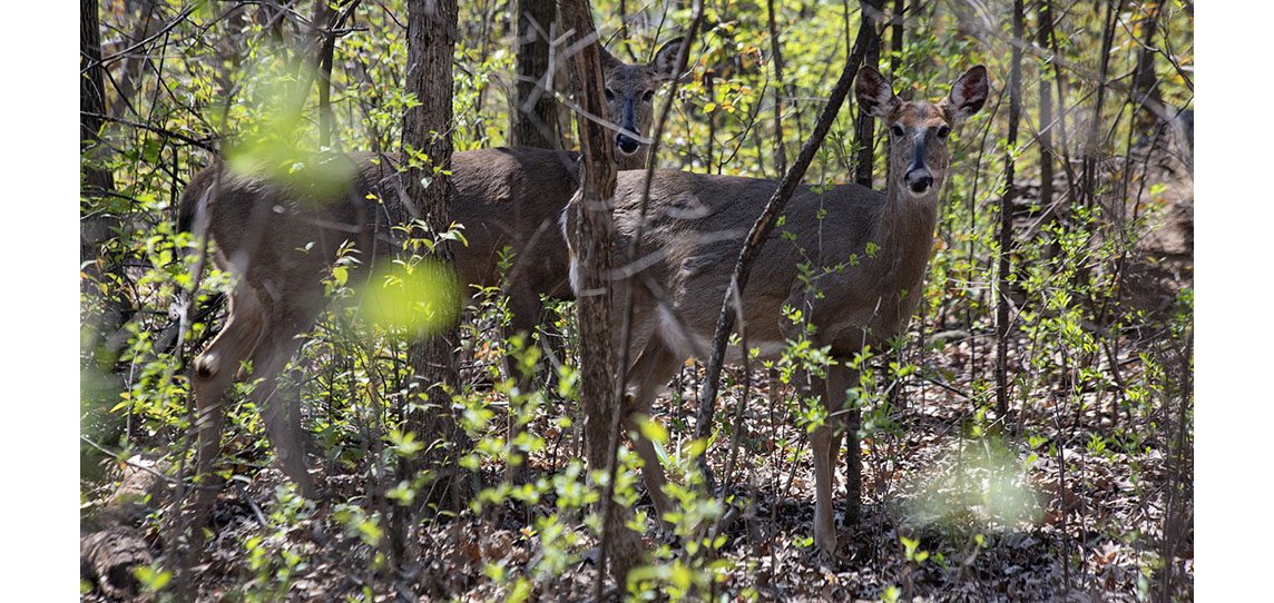 Two deer in woods at Biwer Park