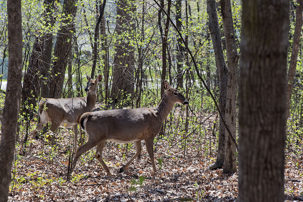 Until the foliage fully opens, the surrounding neighborhood can be seen from most parts of the woodland.